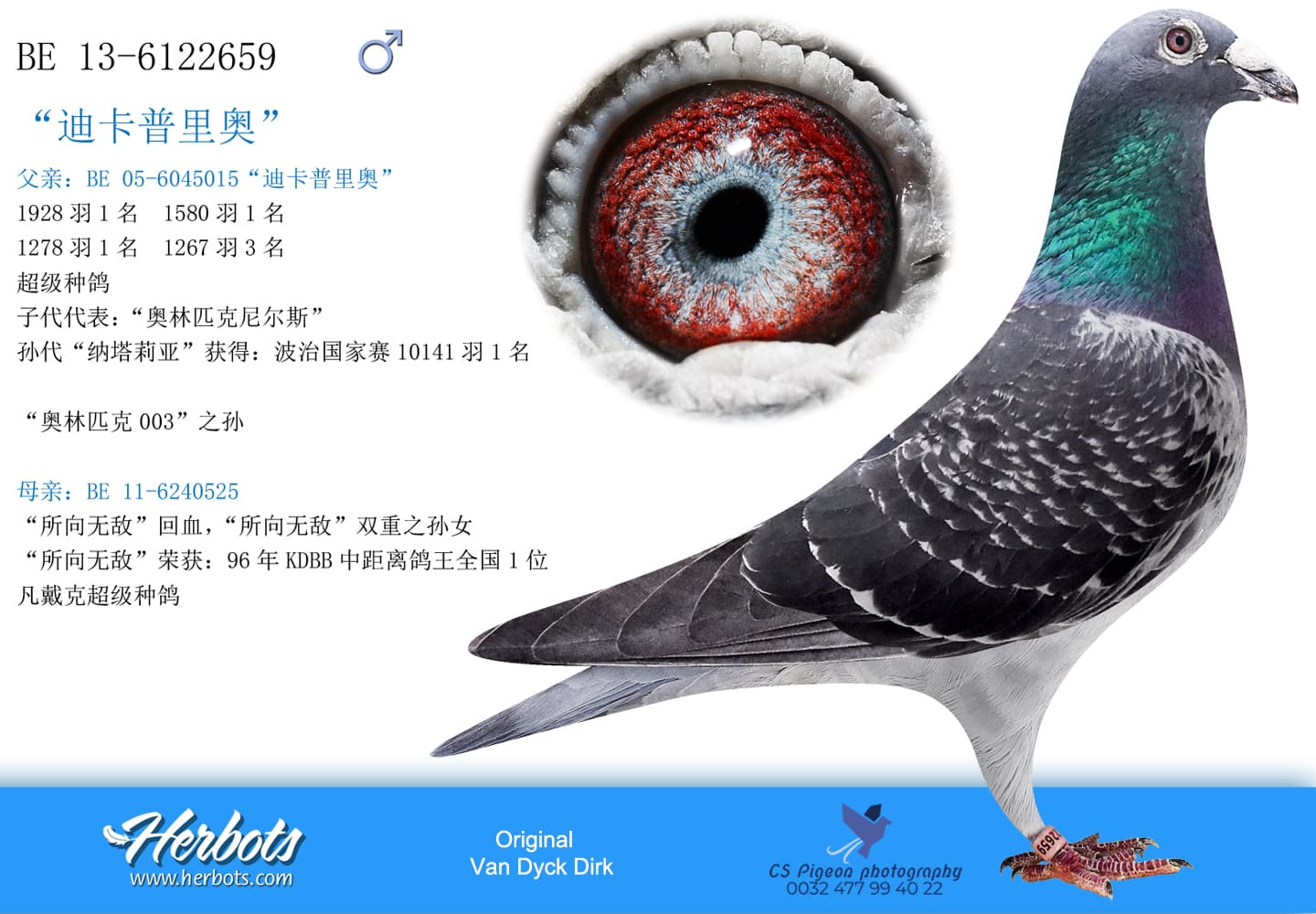 pigeon: undefined