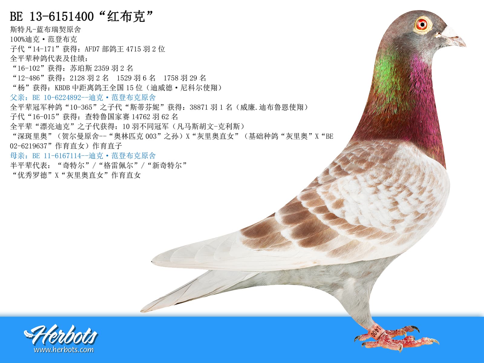 pigeon: “红布克”