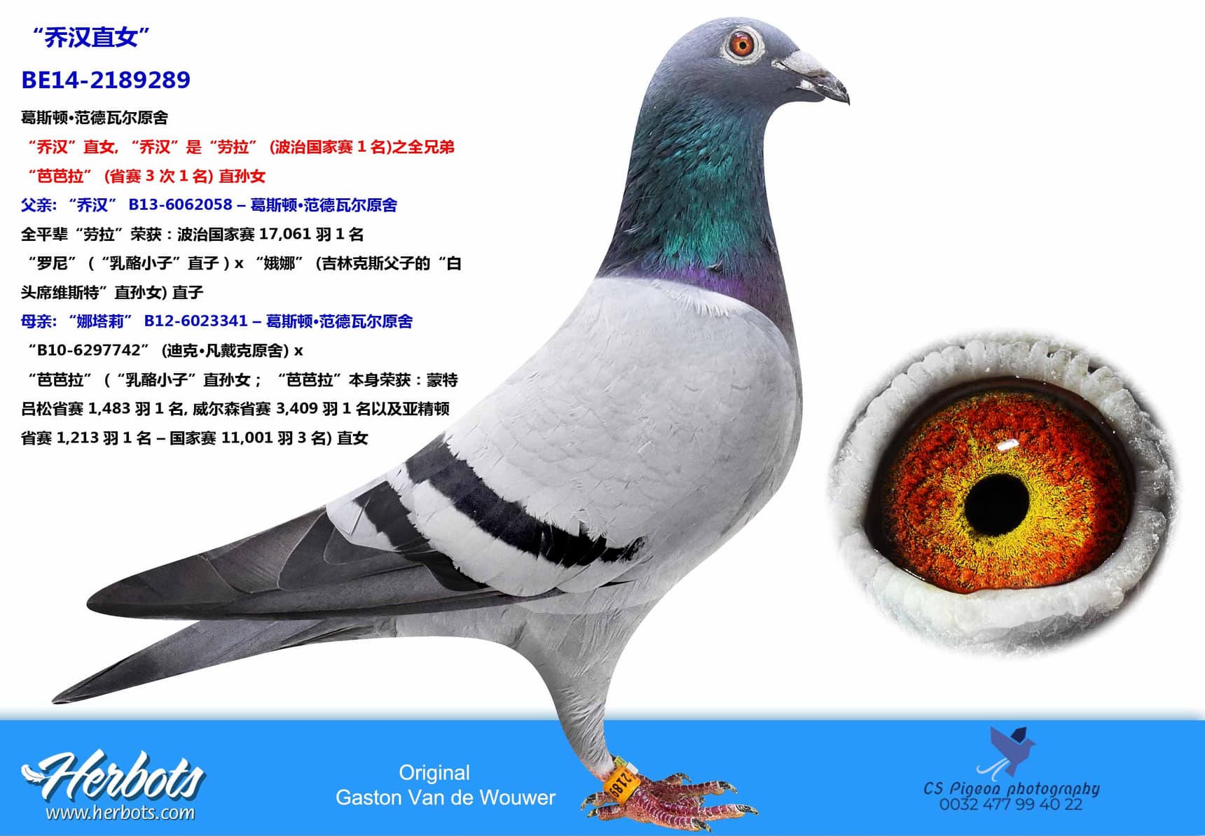 pigeon: undefined