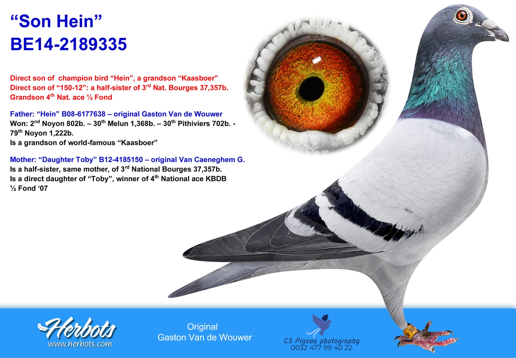 pigeon: undefined