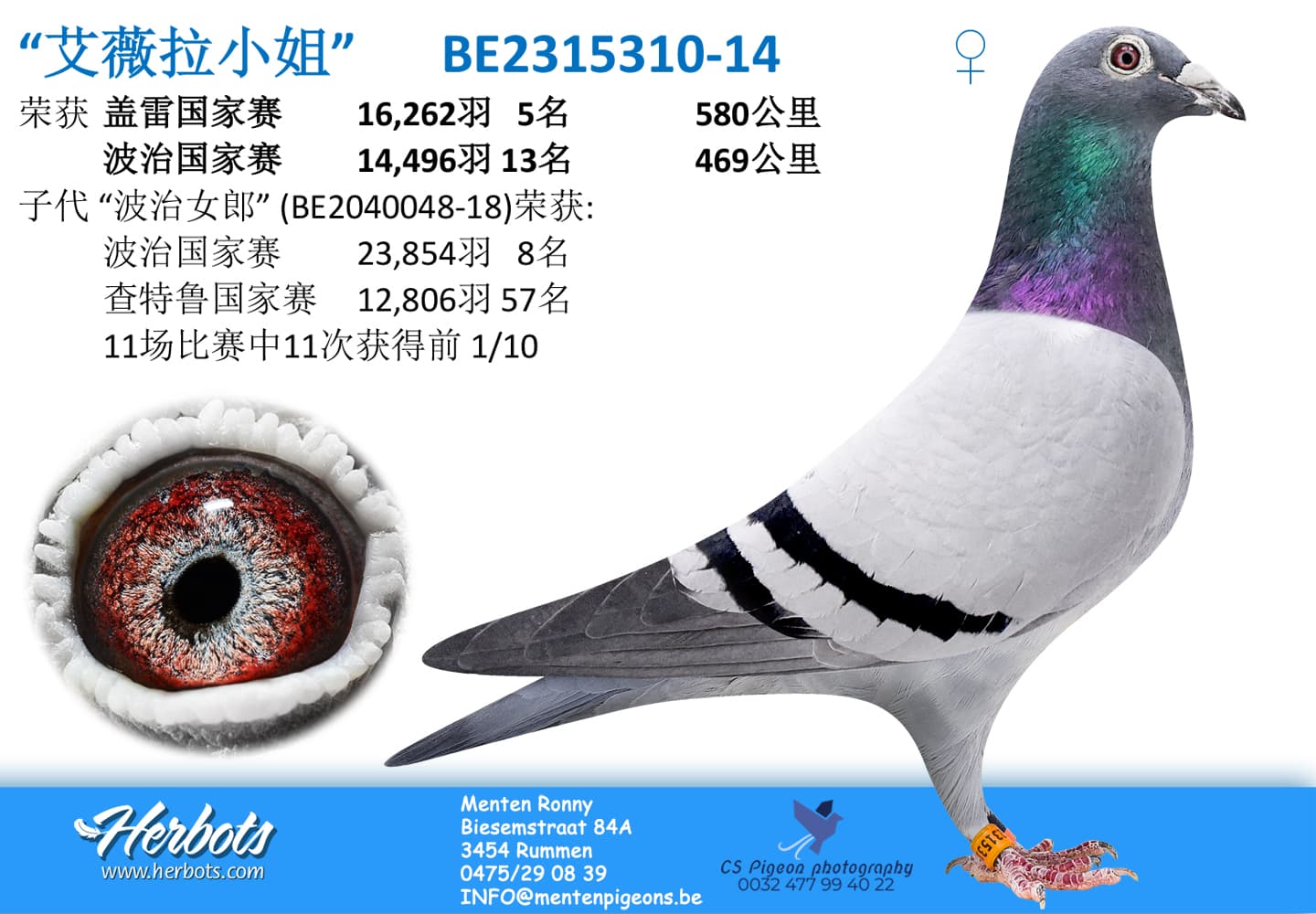pigeon: “艾薇拉小姐”