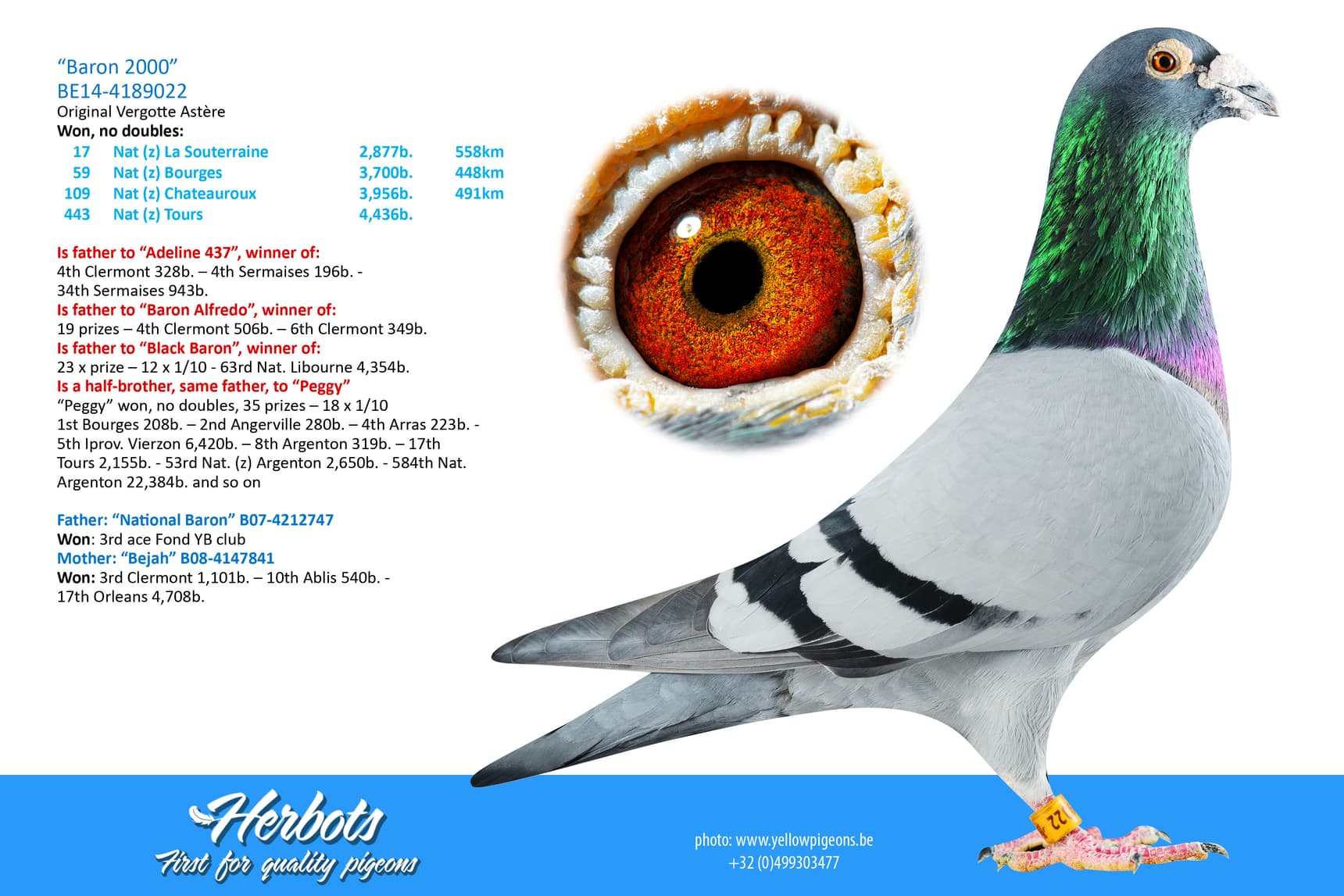 pigeon: undefined