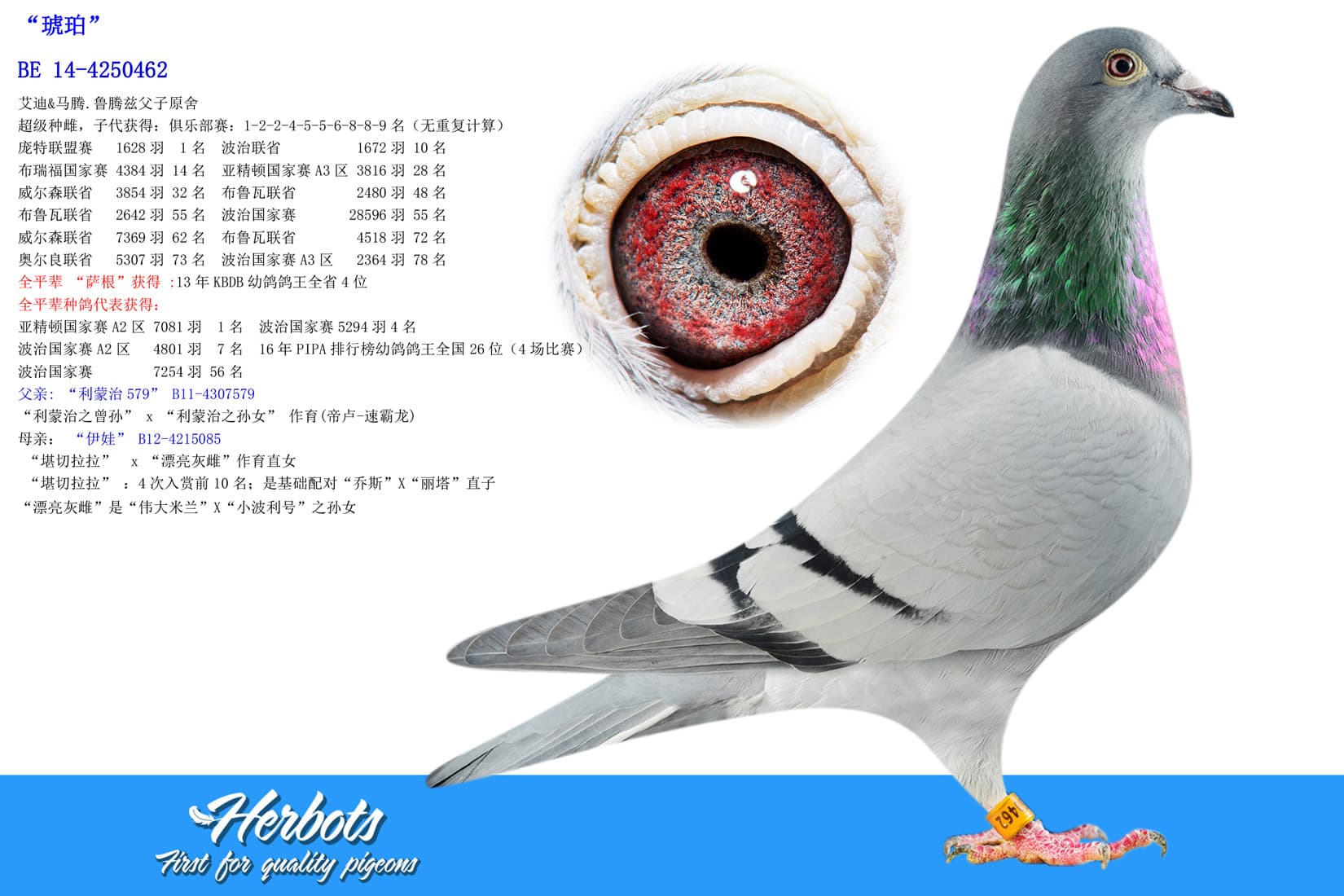 pigeon: undefined