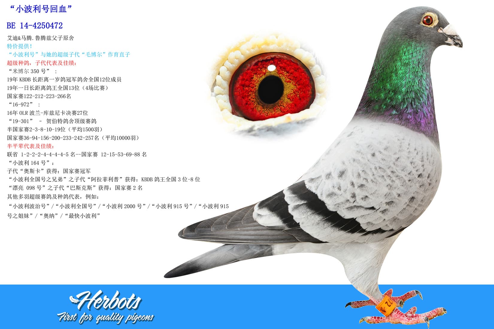 pigeon: undefined