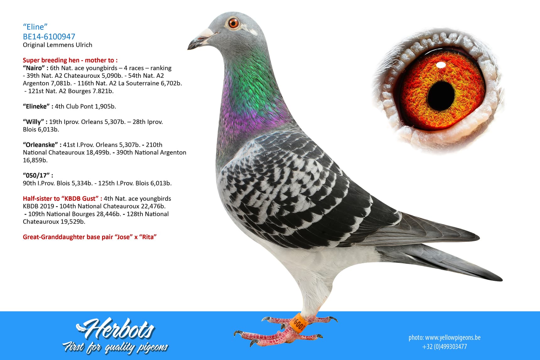 pigeon: undefined