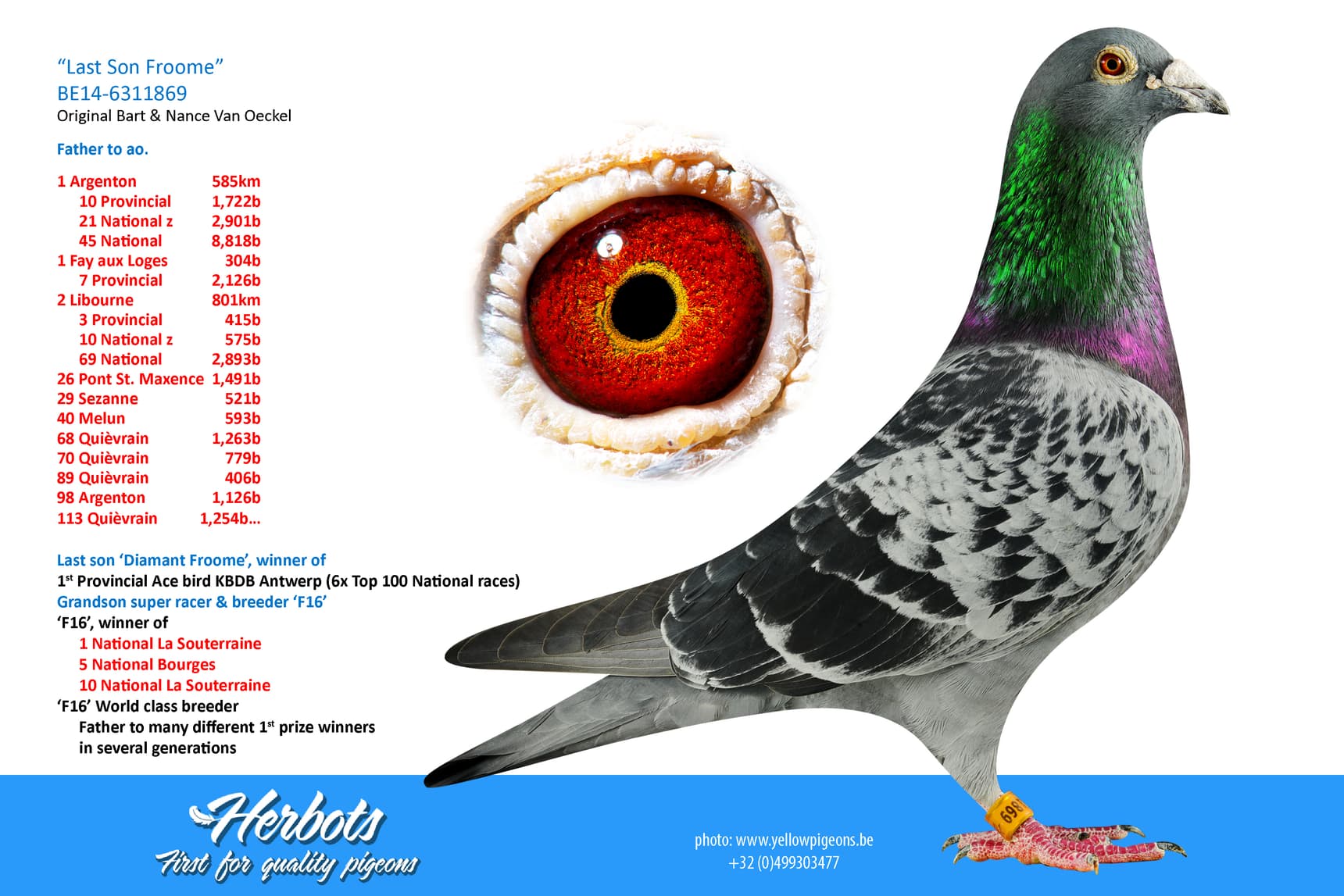 pigeon: undefined