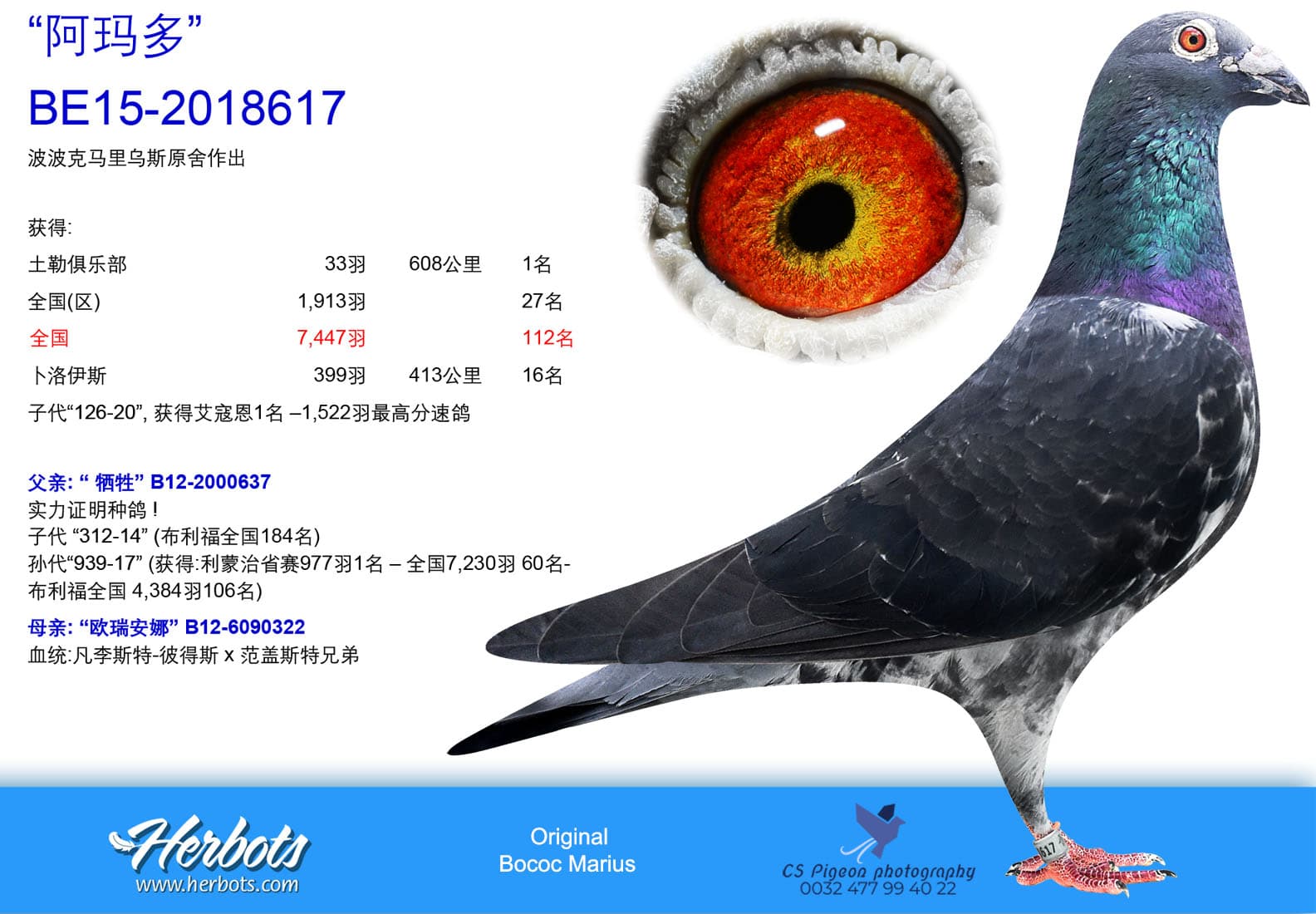 pigeon: “阿玛多”