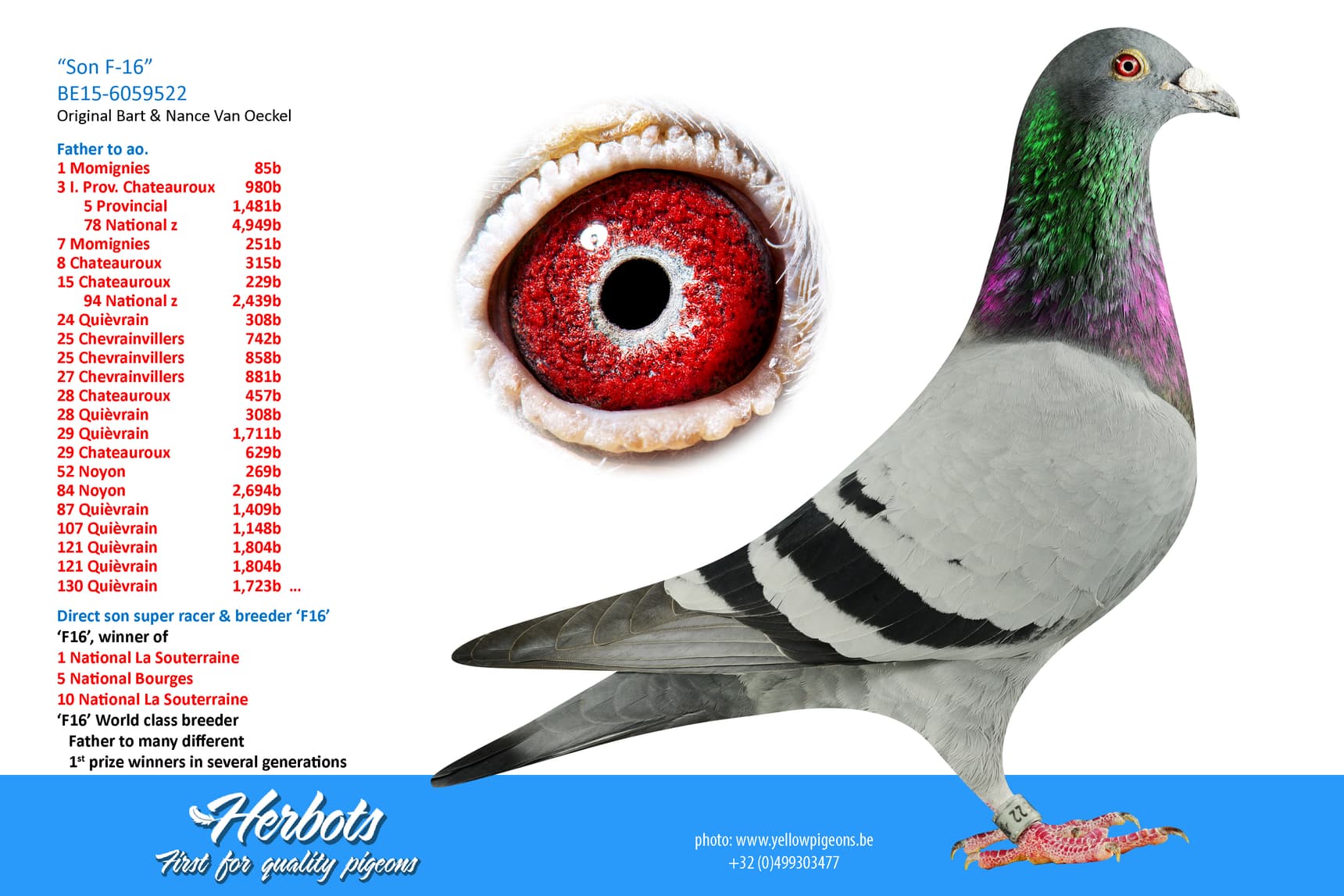 pigeon: undefined