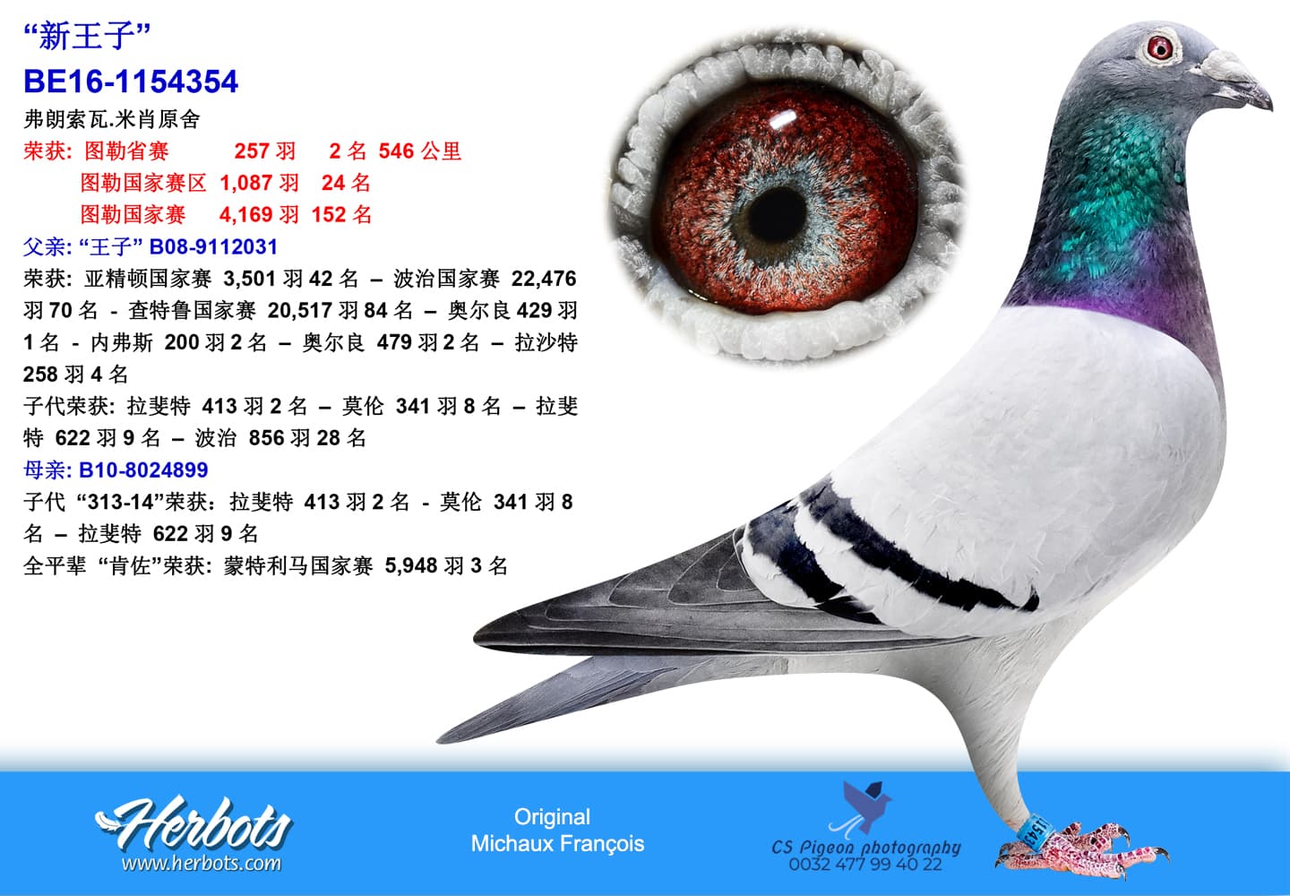 pigeon: “新王子”