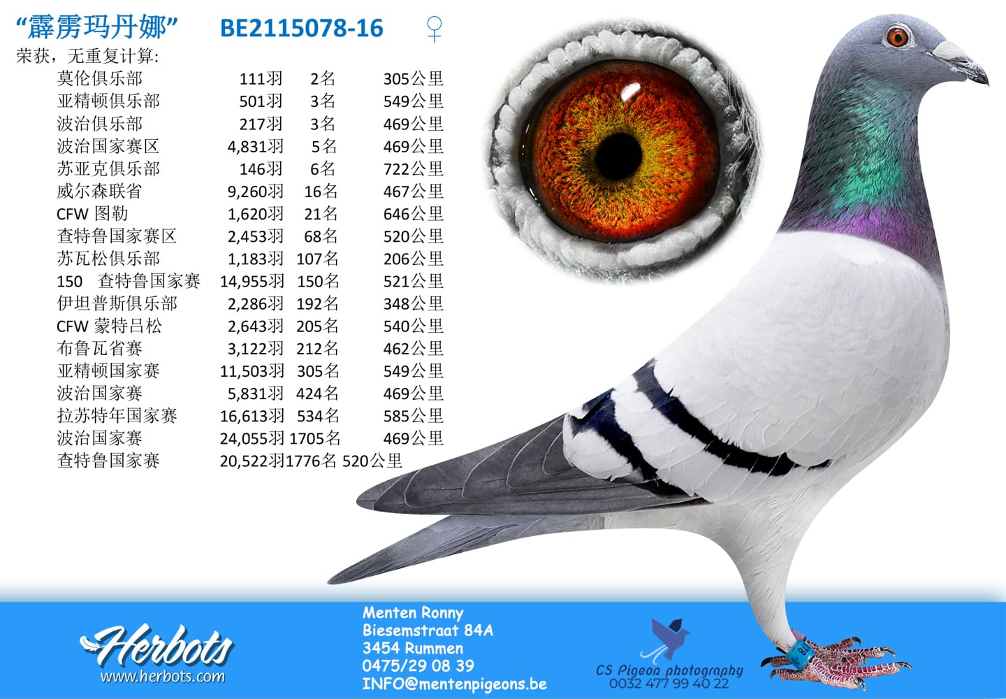 pigeon: “霹雳玛丹娜”