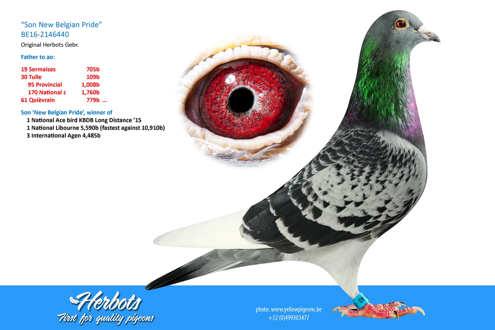 pigeon: undefined