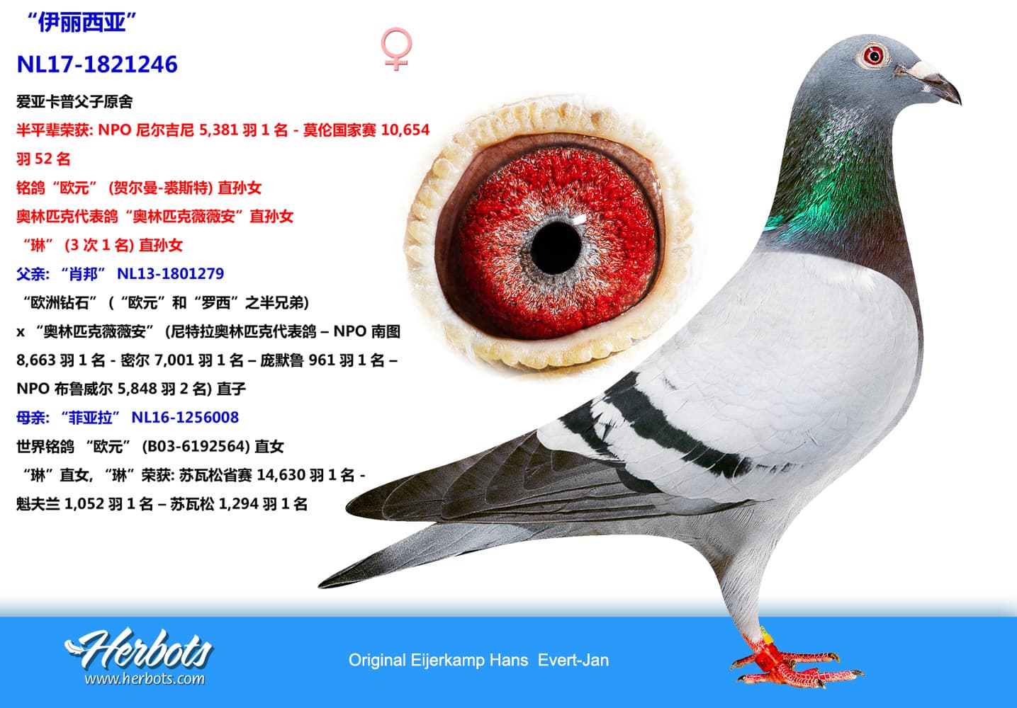 pigeon: “伊丽西亚”
