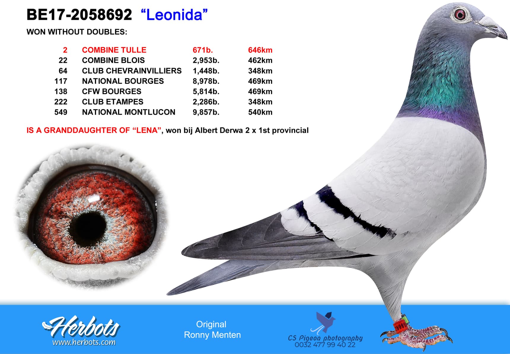 pigeon: undefined