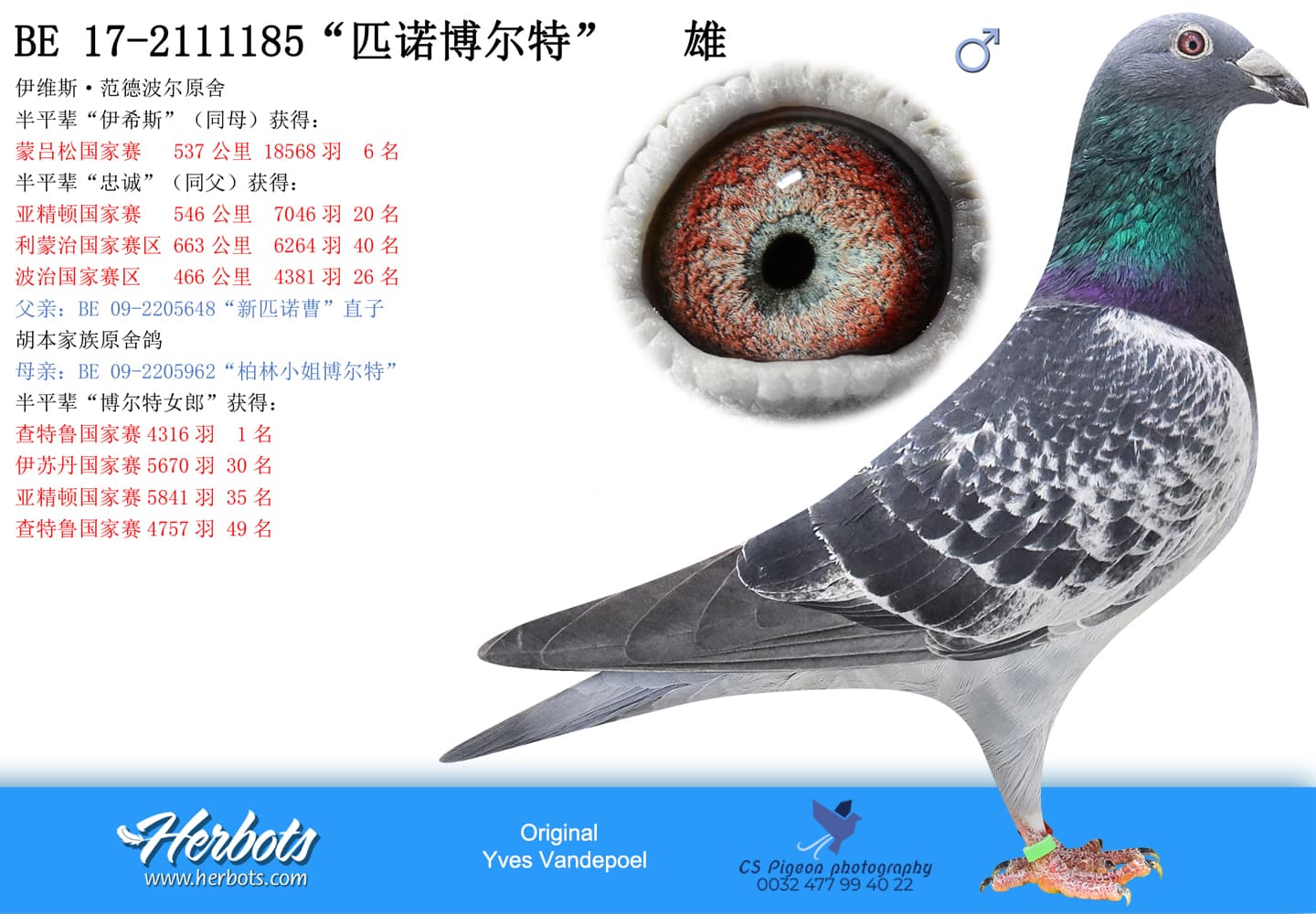 pigeon: “匹诺博尔特”