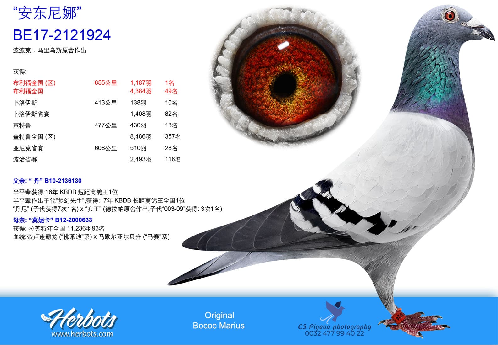 pigeon: “安东尼娜”