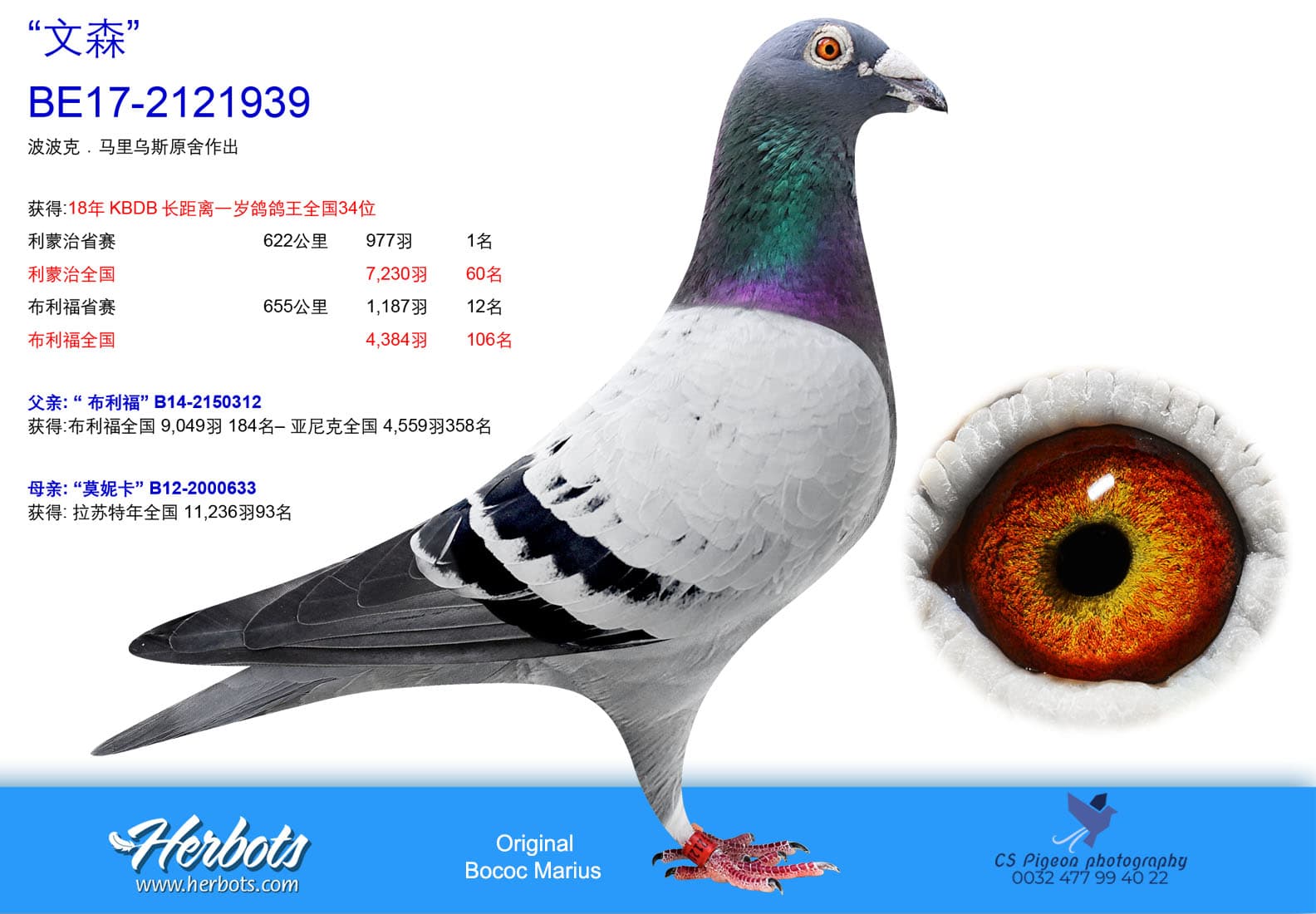 pigeon: undefined
