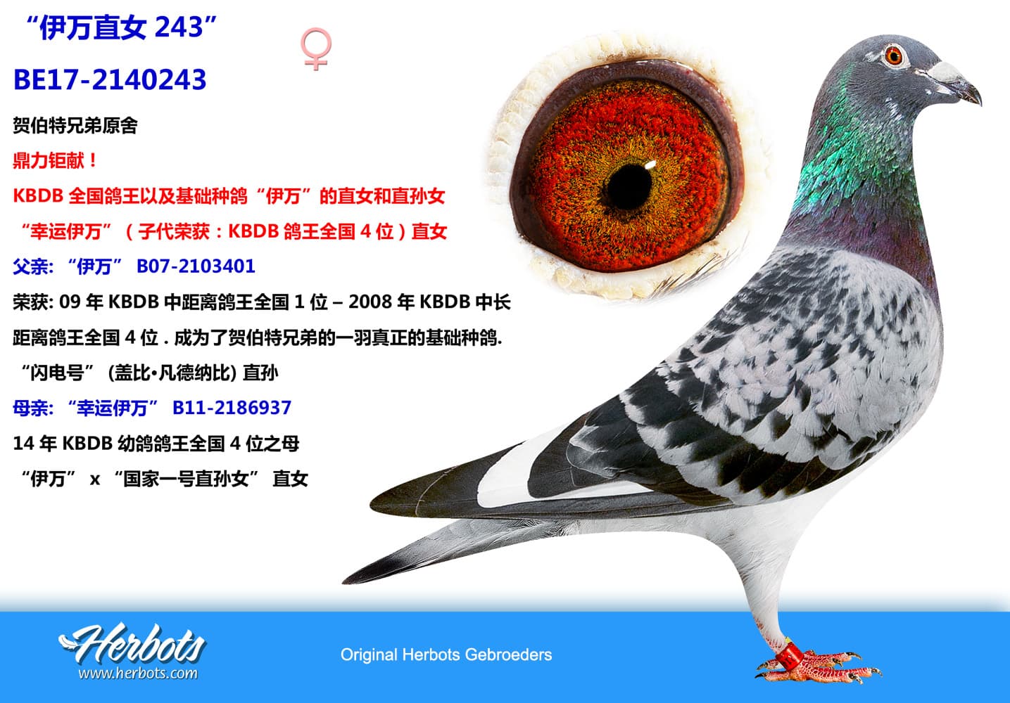 pigeon: undefined