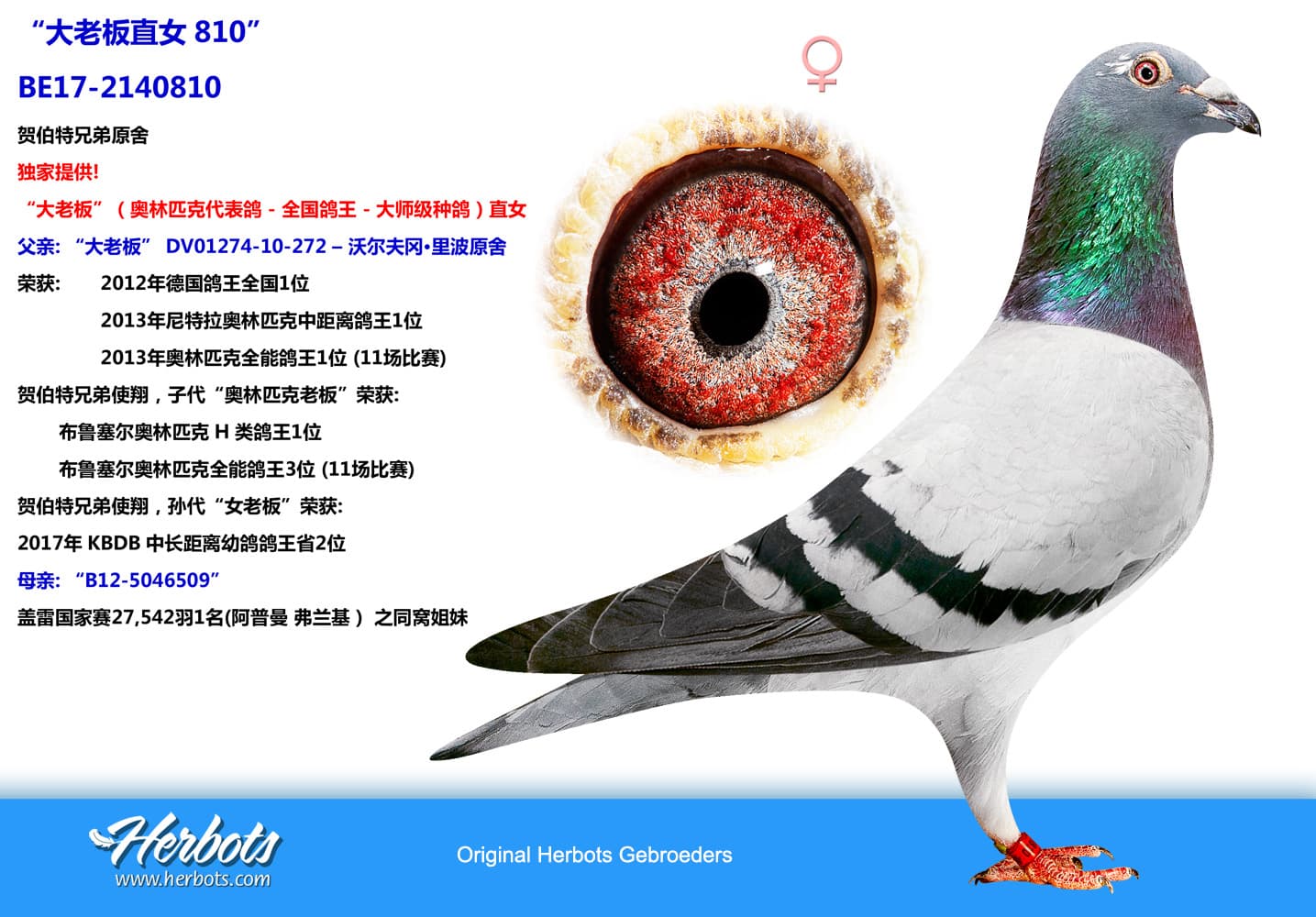 pigeon: undefined