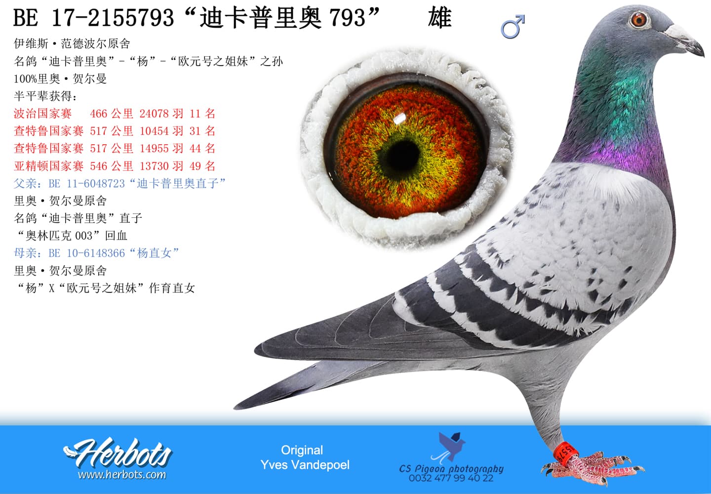 pigeon: undefined