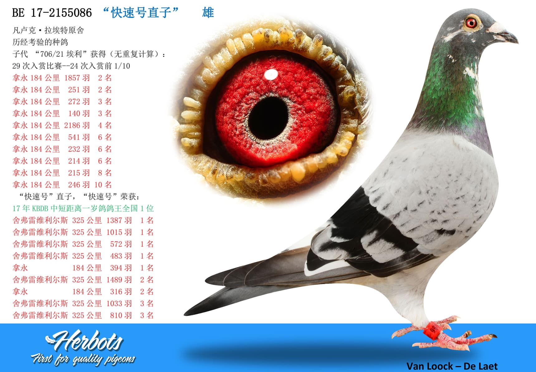 pigeon: undefined