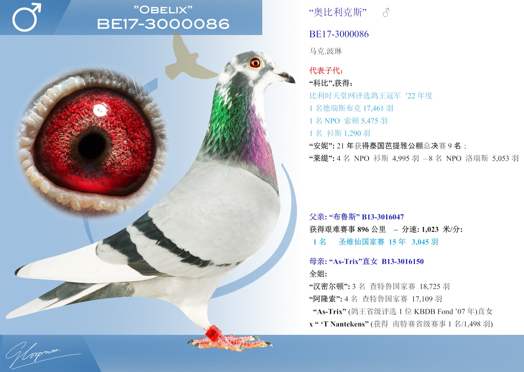 pigeon: undefined