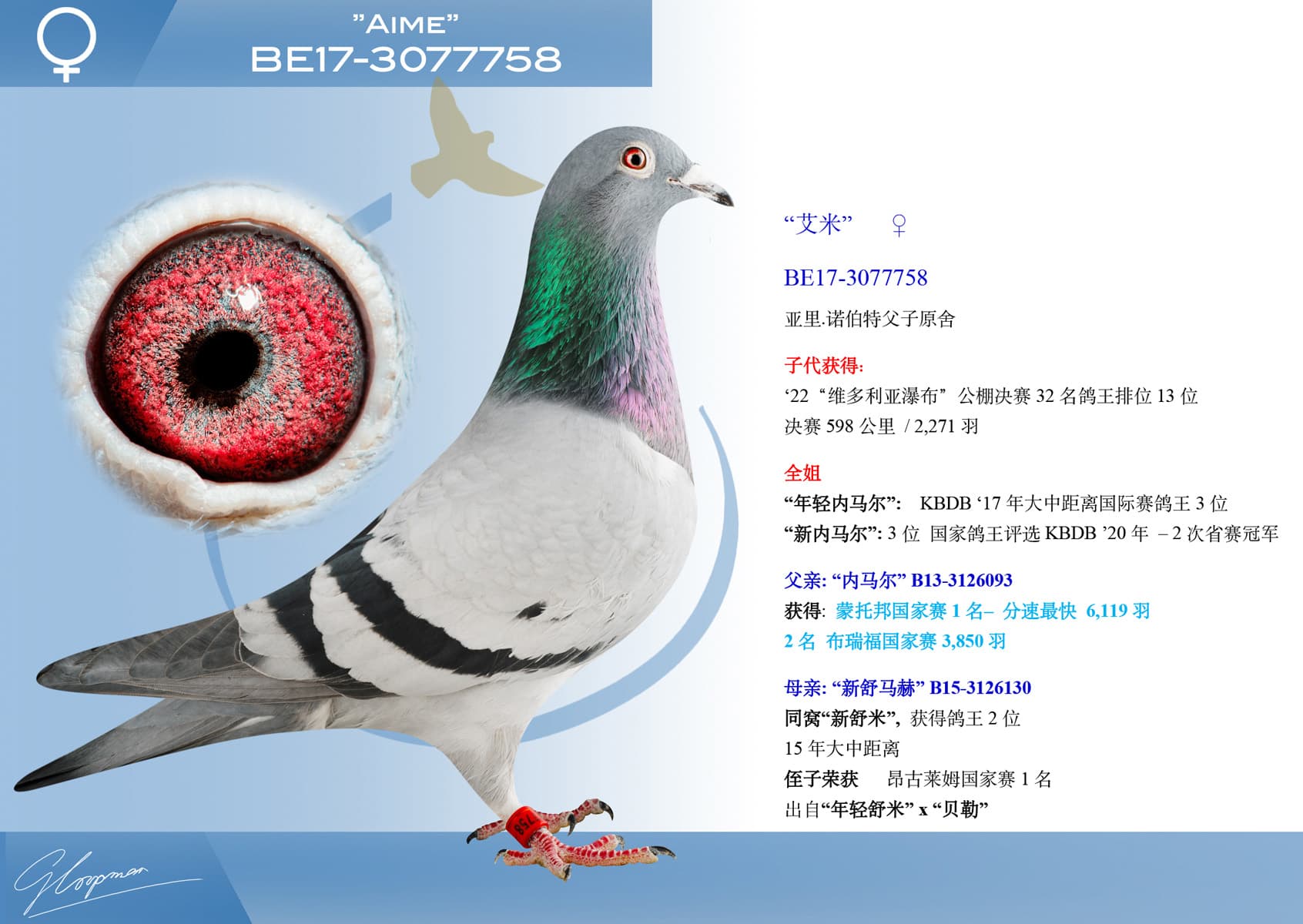 pigeon: undefined