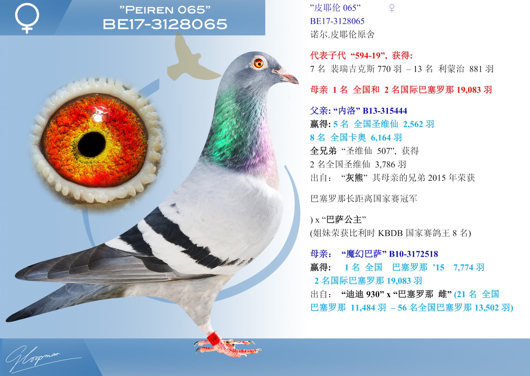 pigeon: "皮耶伦 065"