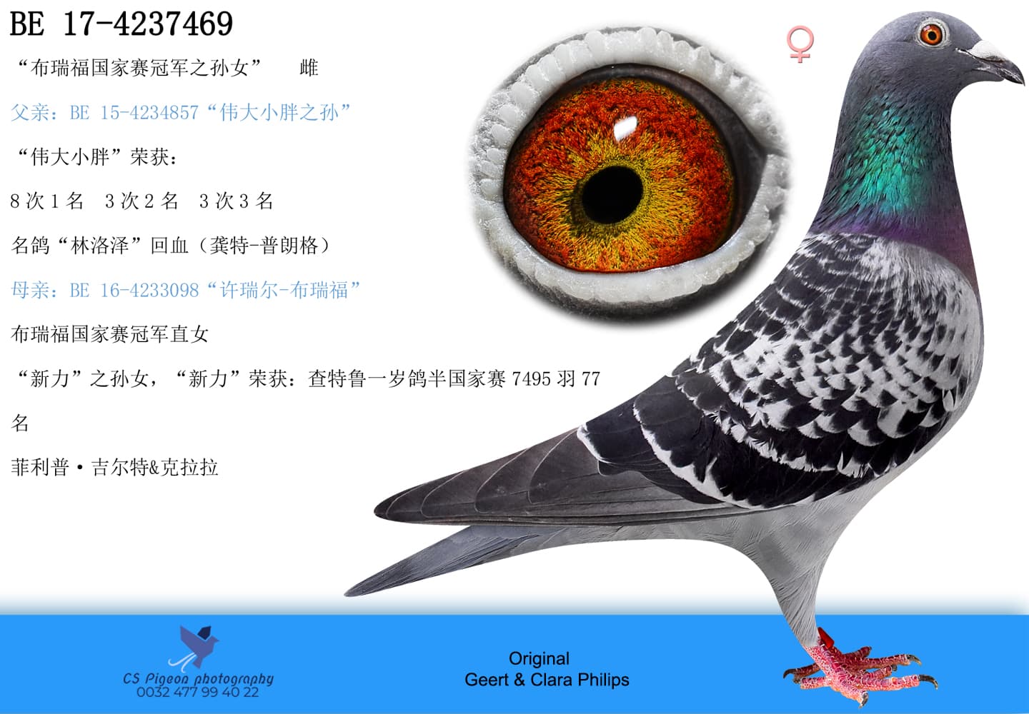 pigeon: undefined