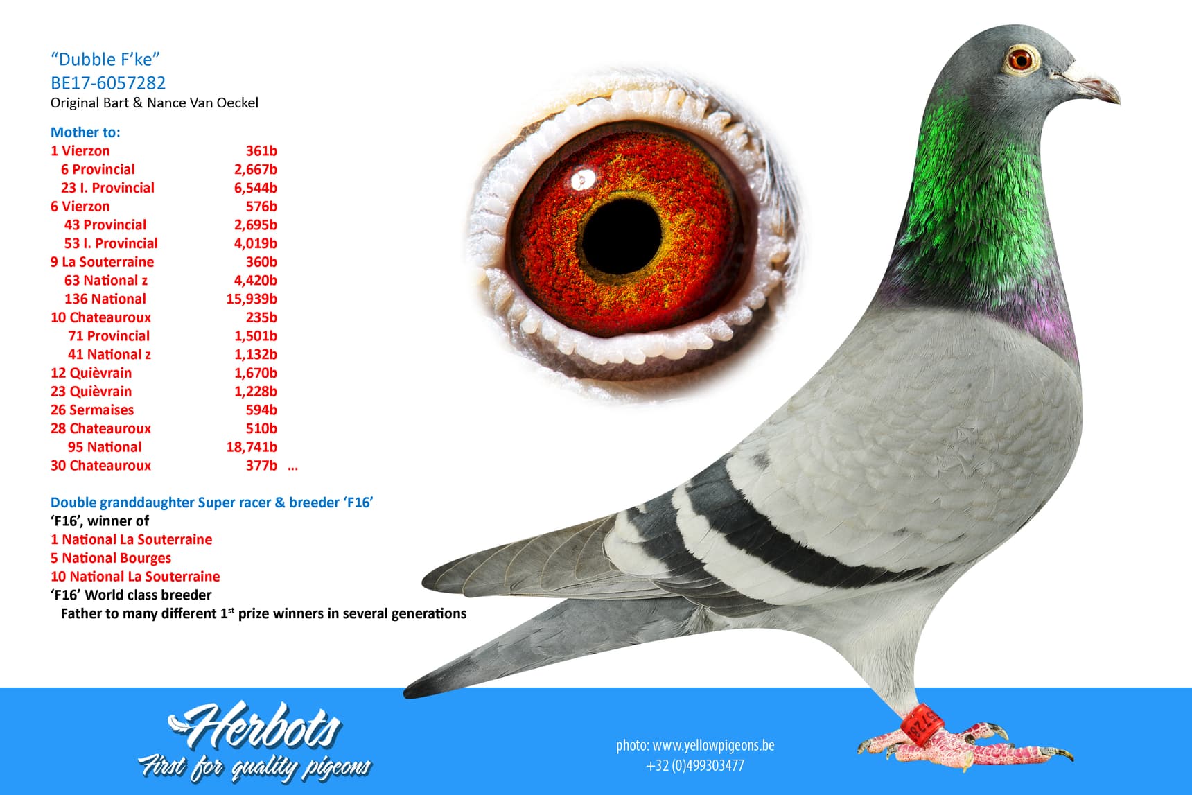 pigeon: undefined