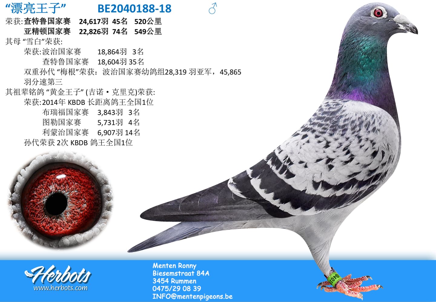 pigeon: “漂亮王子”