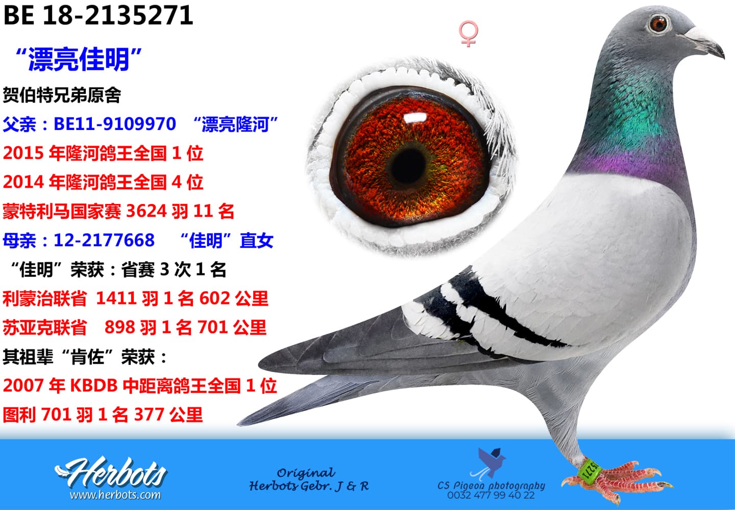 pigeon: “漂亮佳明”