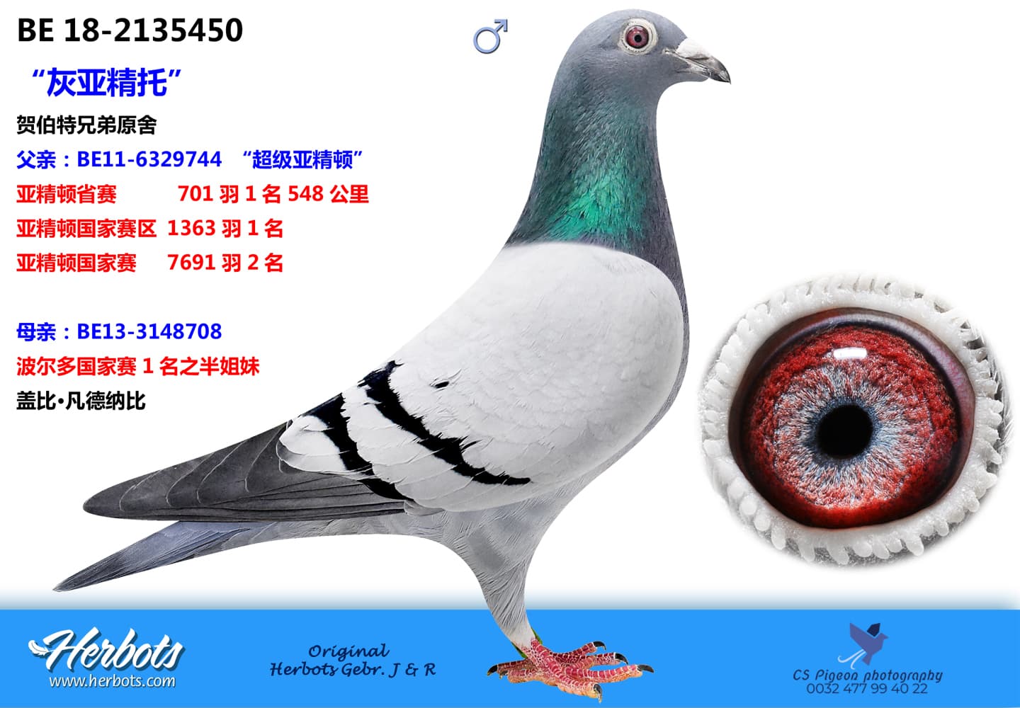 pigeon: “灰亚精托”