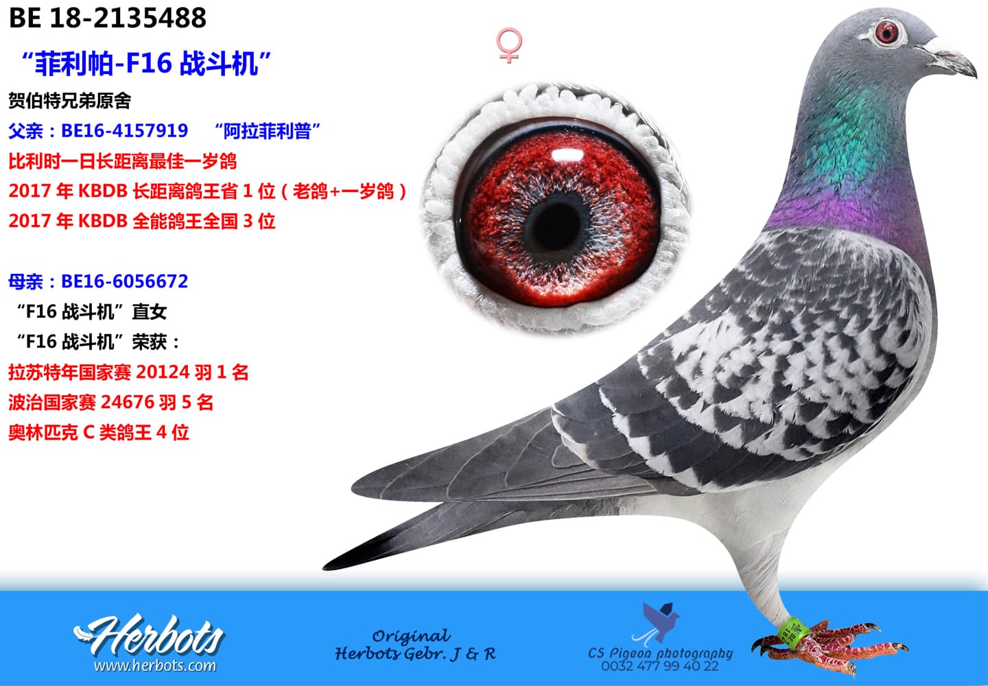 pigeon: “菲利帕-F16战斗机”