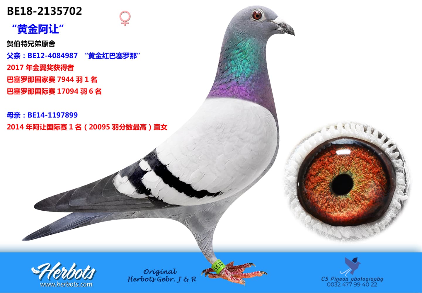 pigeon: “黄金阿让”