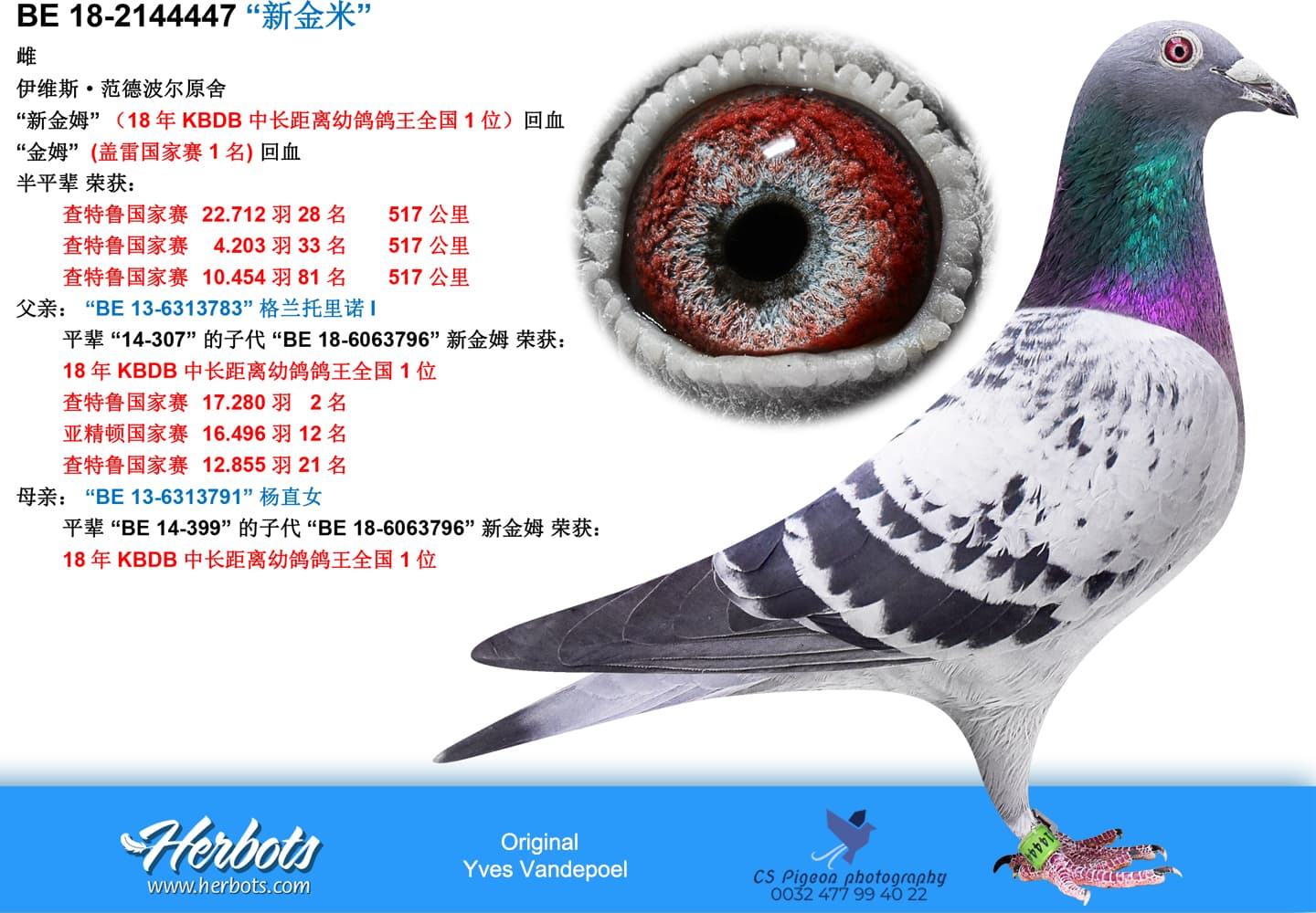 pigeon: “新金米”