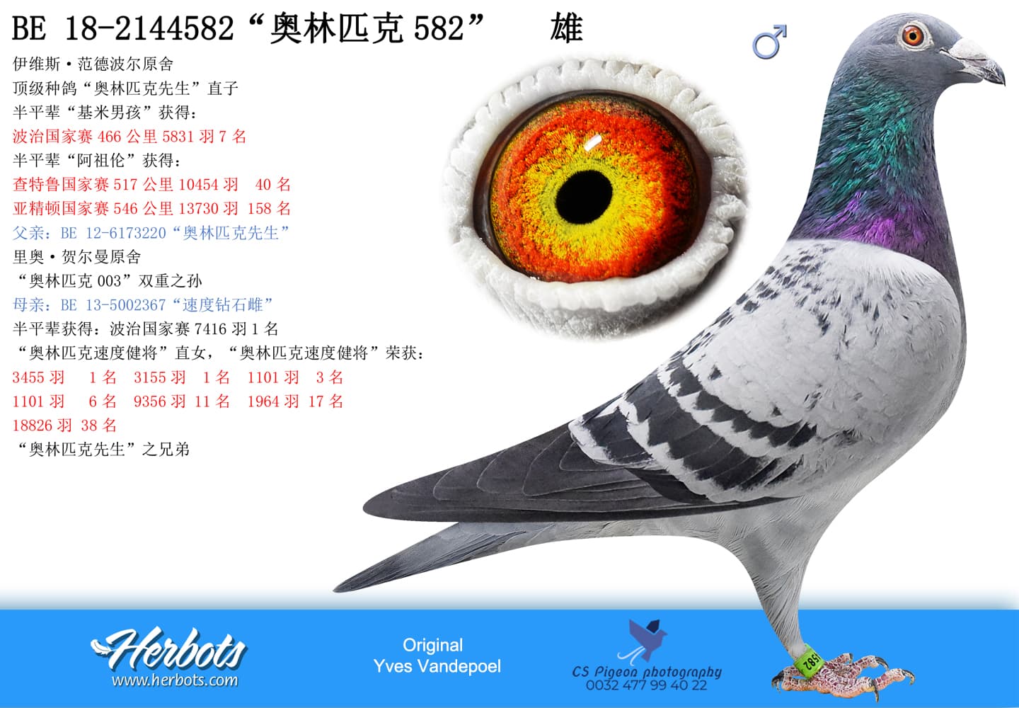 pigeon: undefined