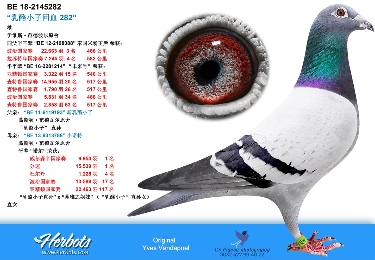pigeon: undefined