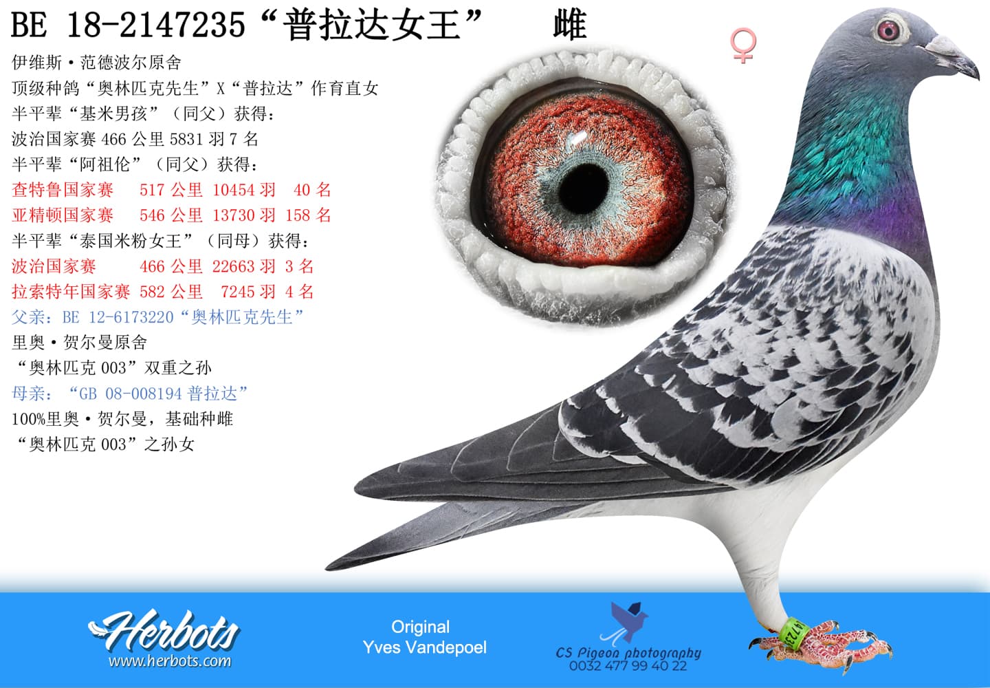 pigeon: undefined