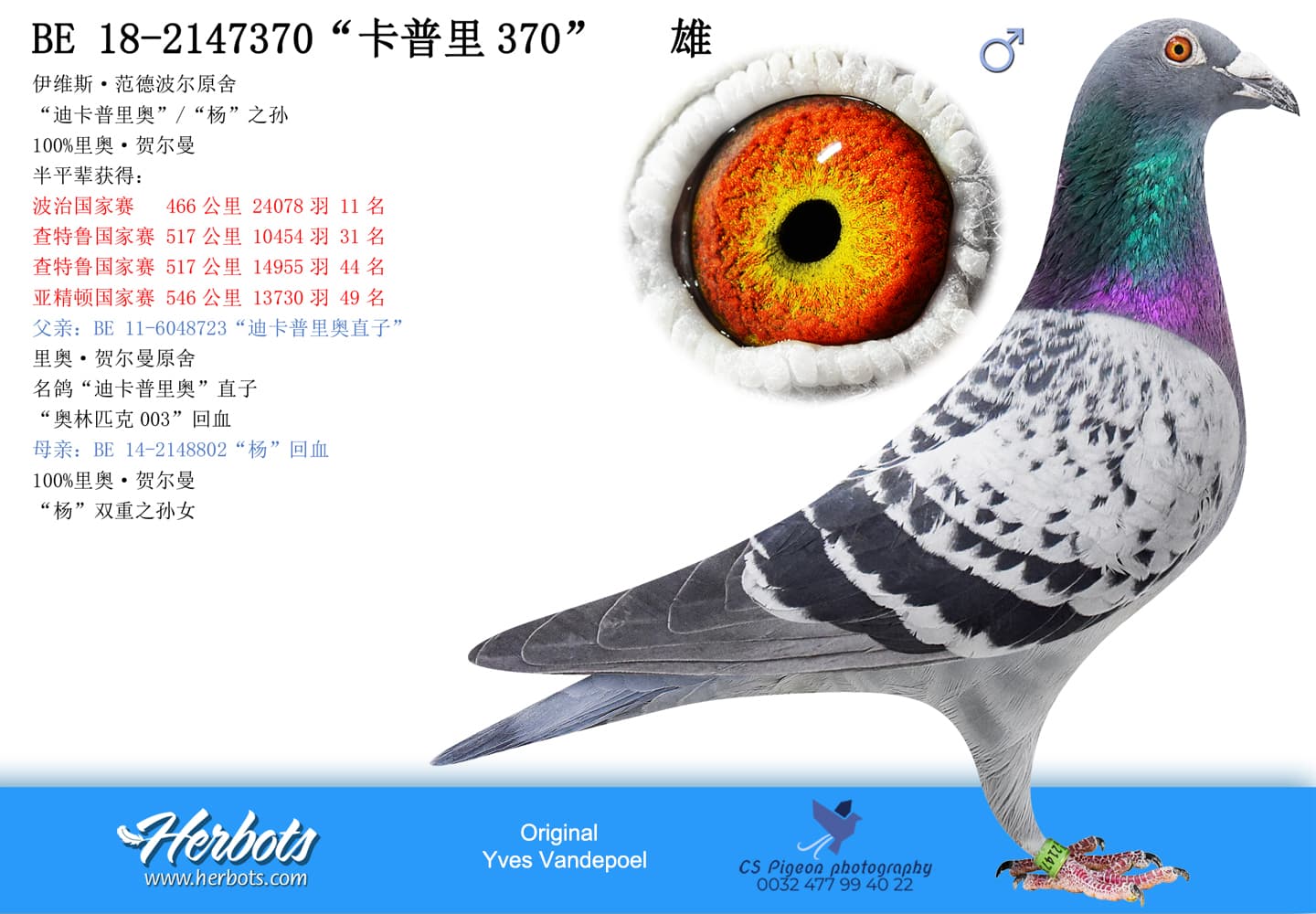 pigeon: “卡普里370”