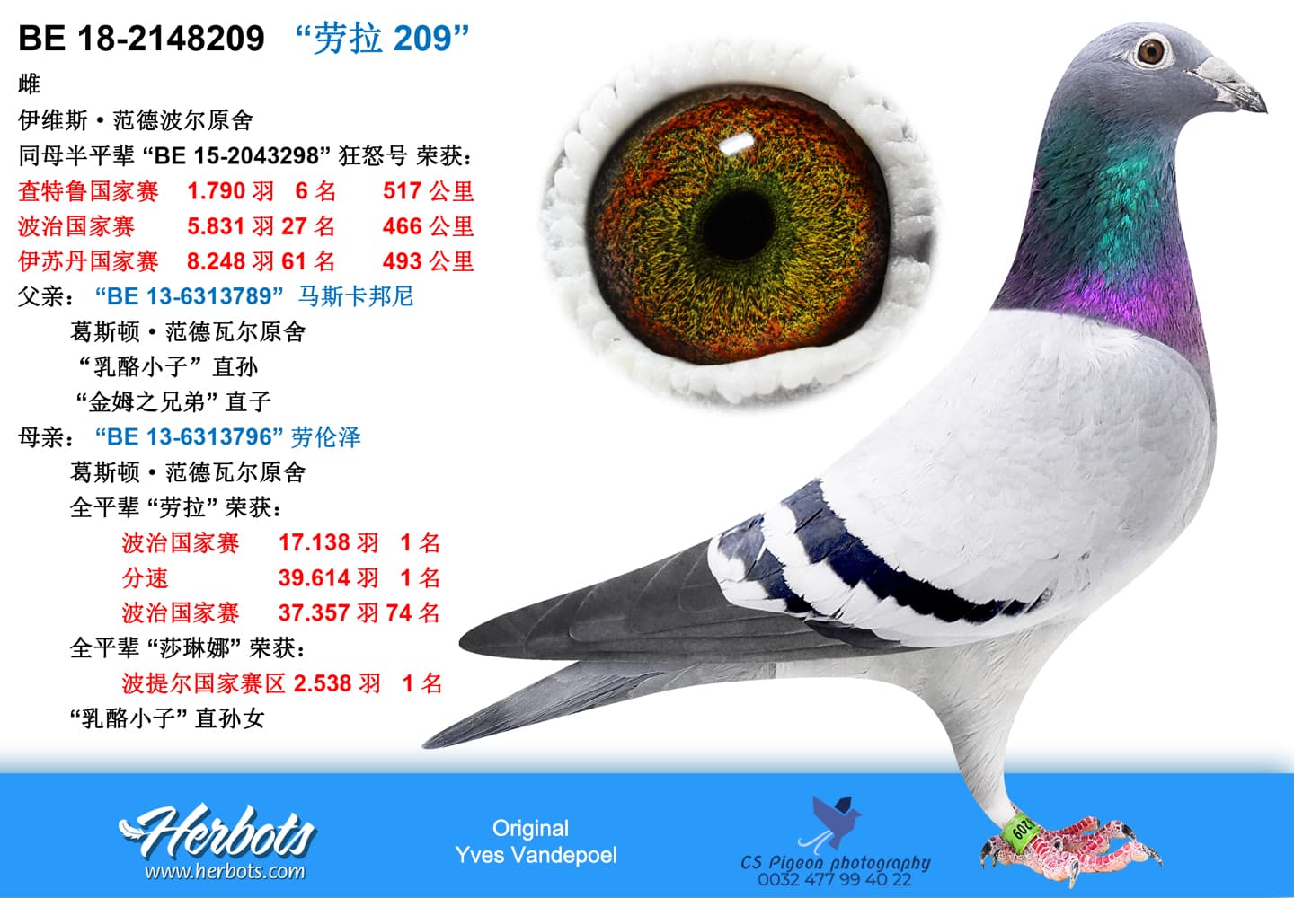 pigeon: undefined