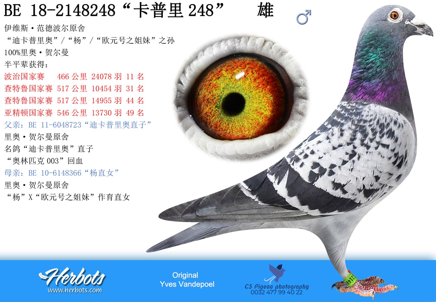 pigeon: undefined