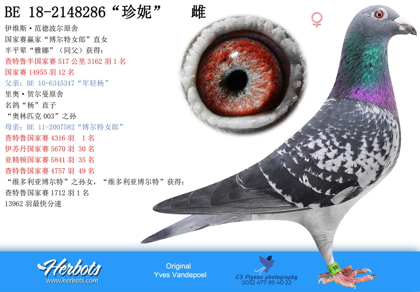 pigeon: undefined