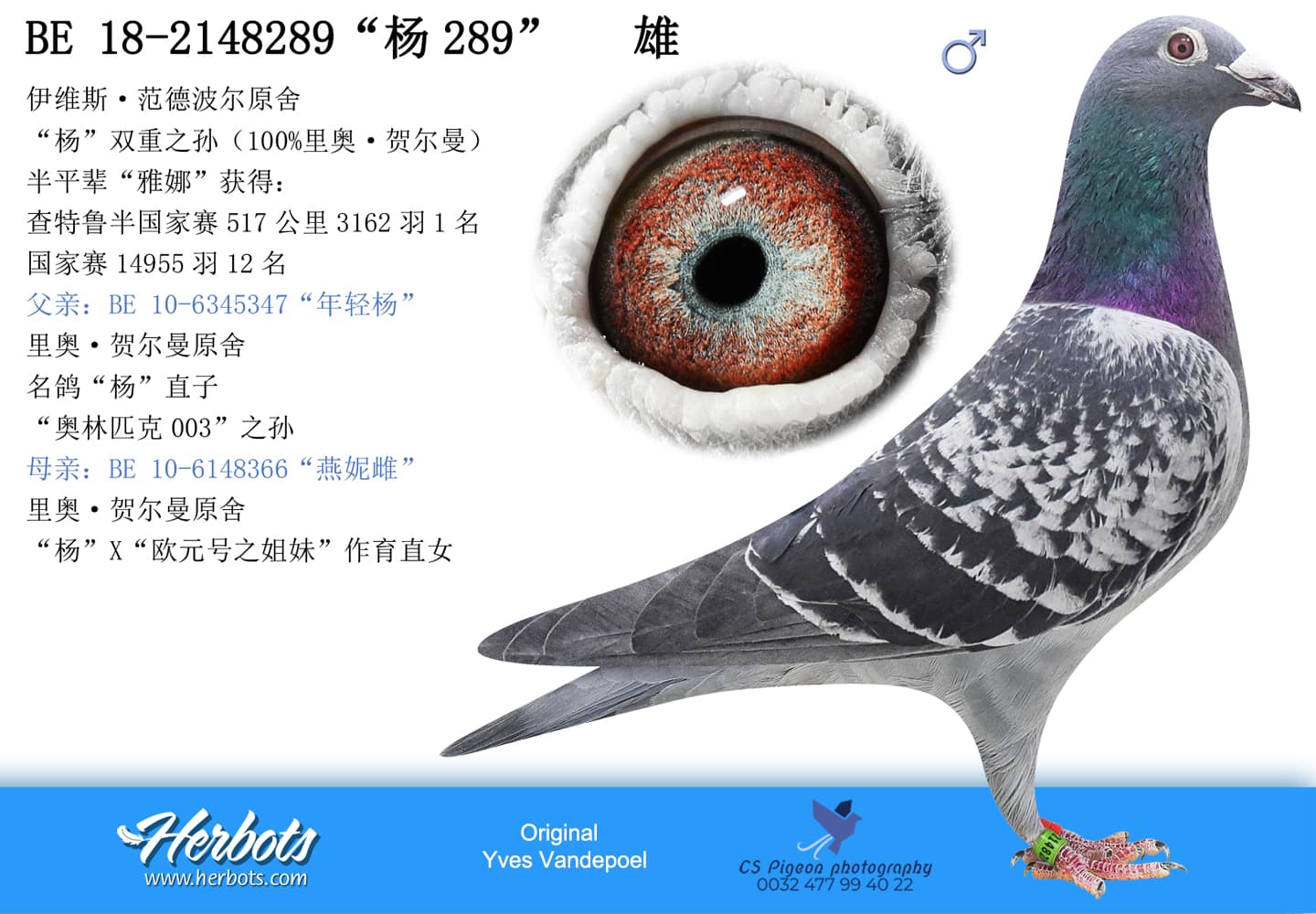 pigeon: undefined