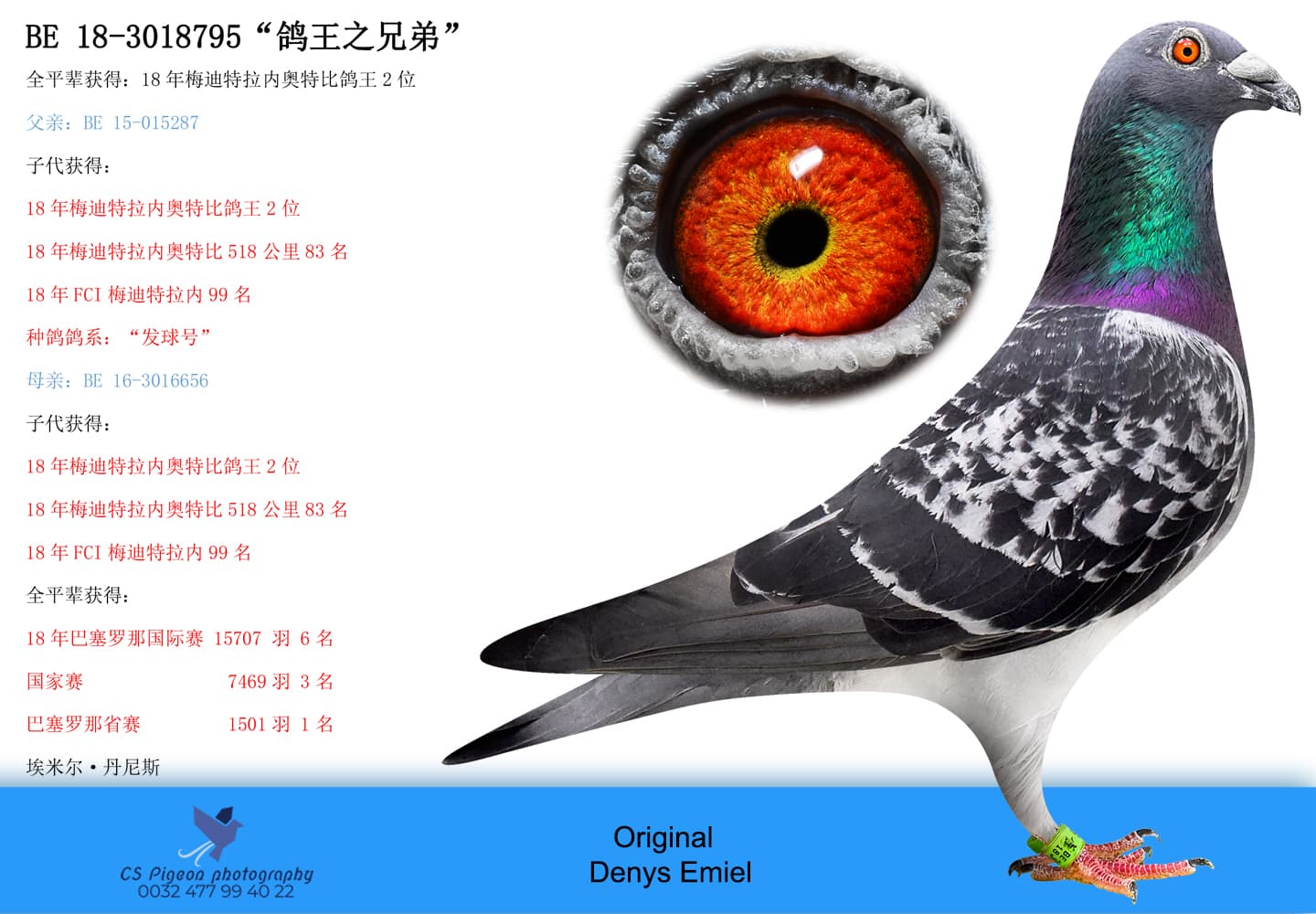 pigeon: undefined