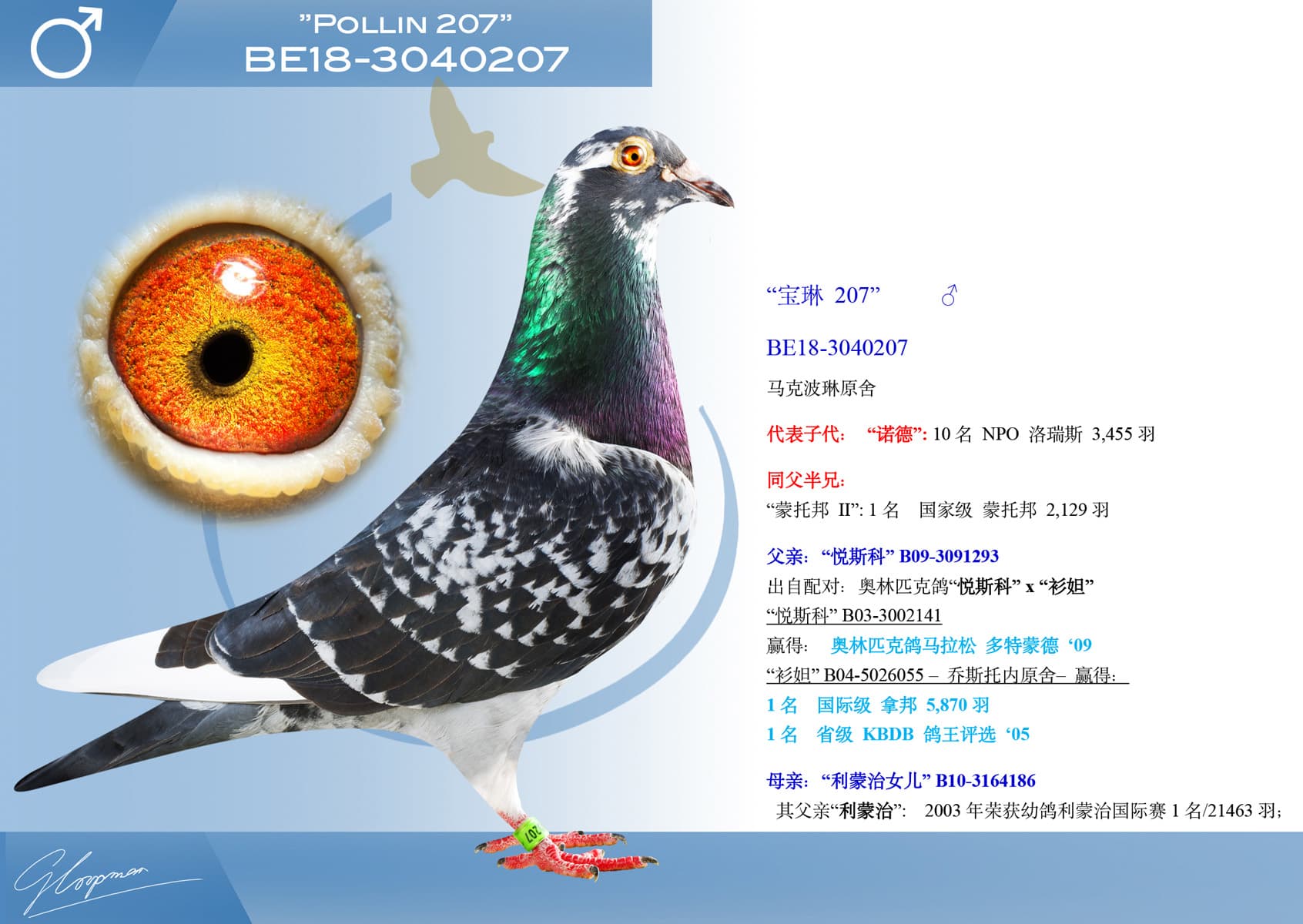 pigeon: “宝琳 207”