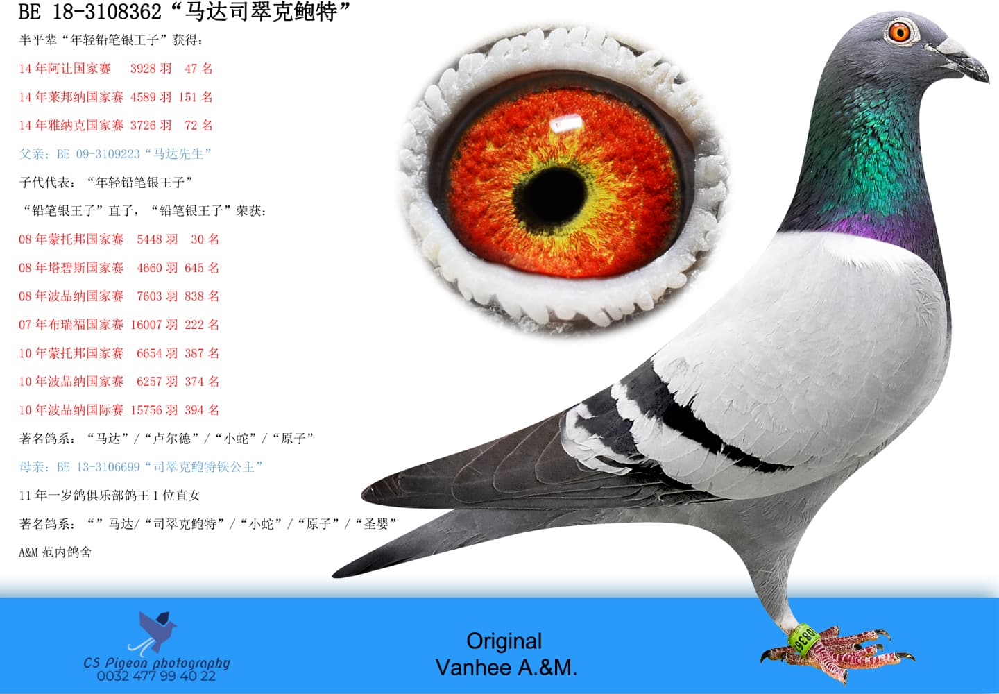 pigeon: undefined
