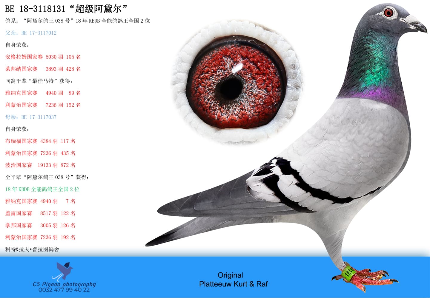 pigeon: undefined