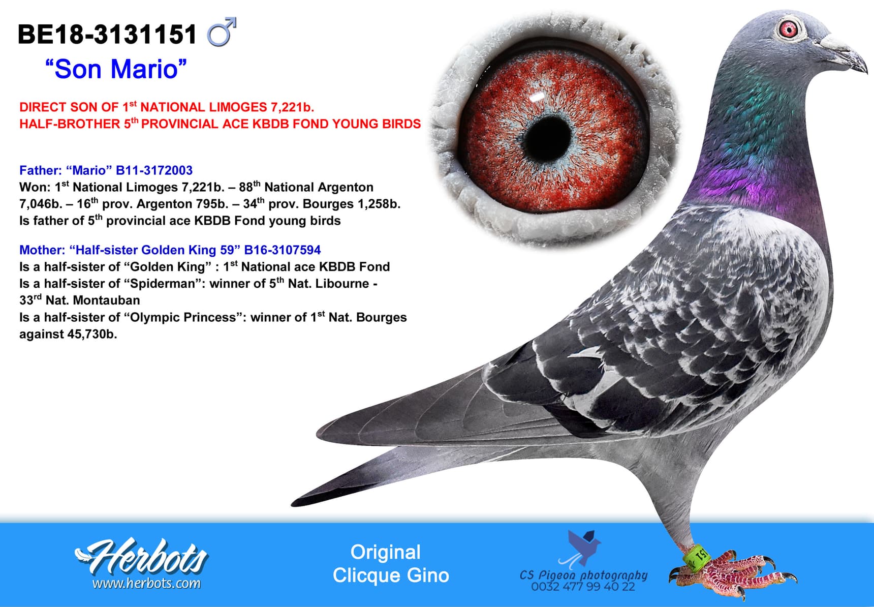 pigeon: “Son Mario”