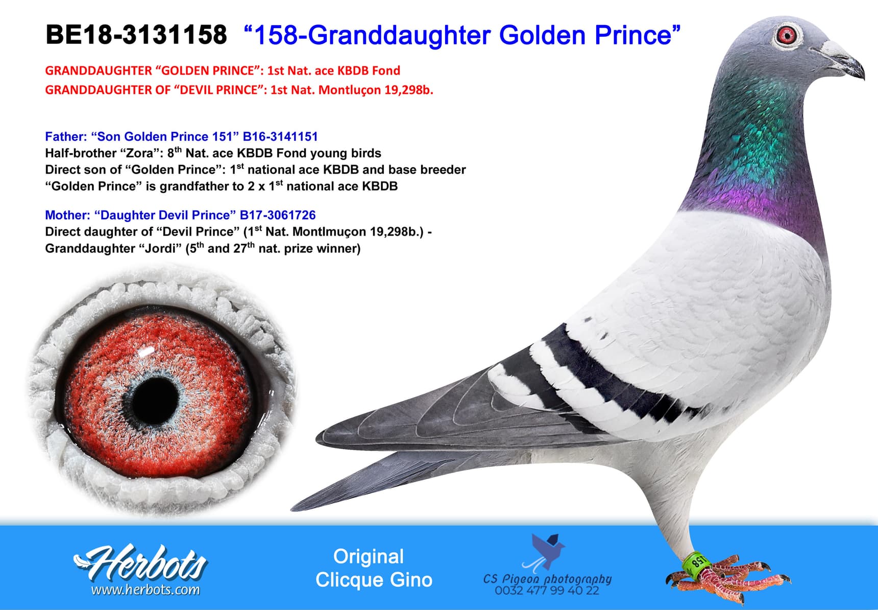 pigeon: “158-Granddaughter Golden Prince”
