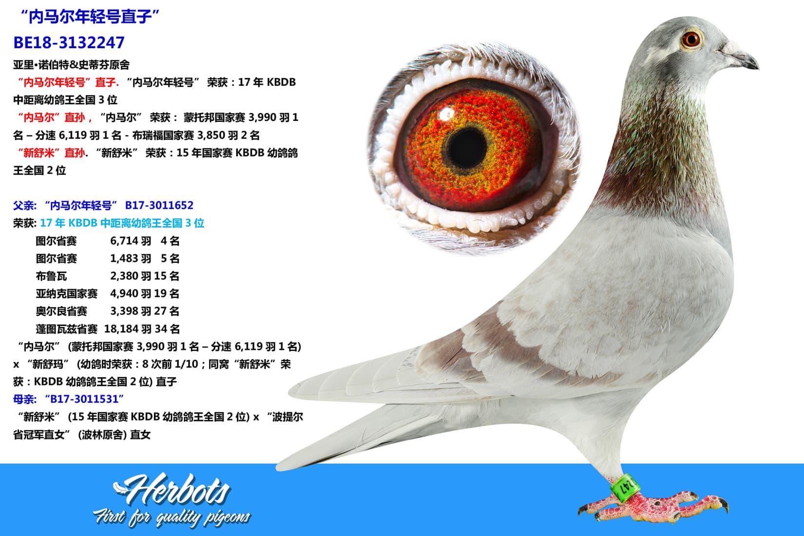 pigeon: “内马尔年轻号直子”